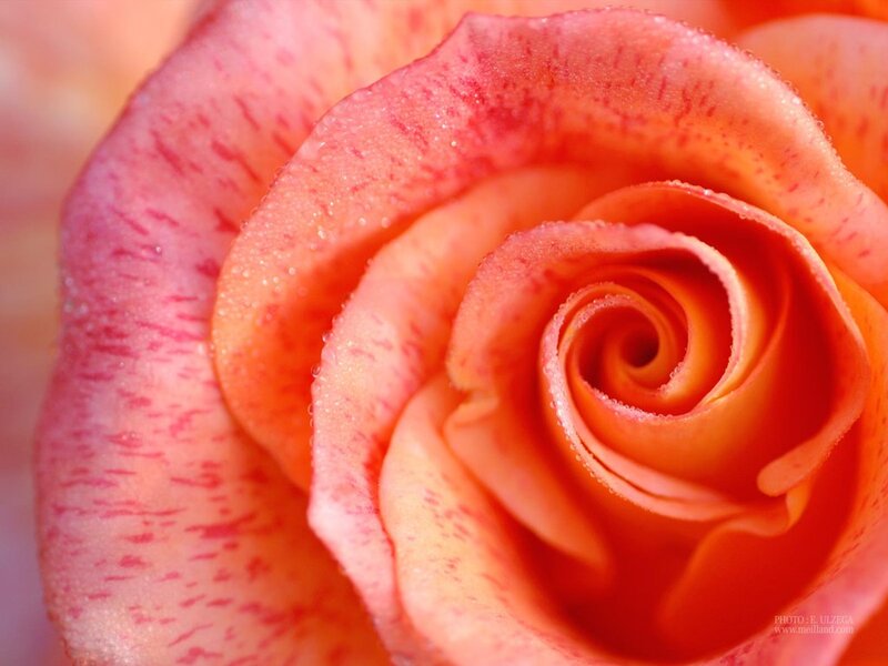 Close-up of a Rose — Orange, Serene