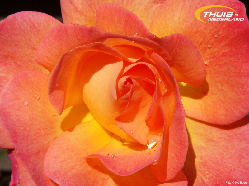 Close-up of a Rose — Orange
