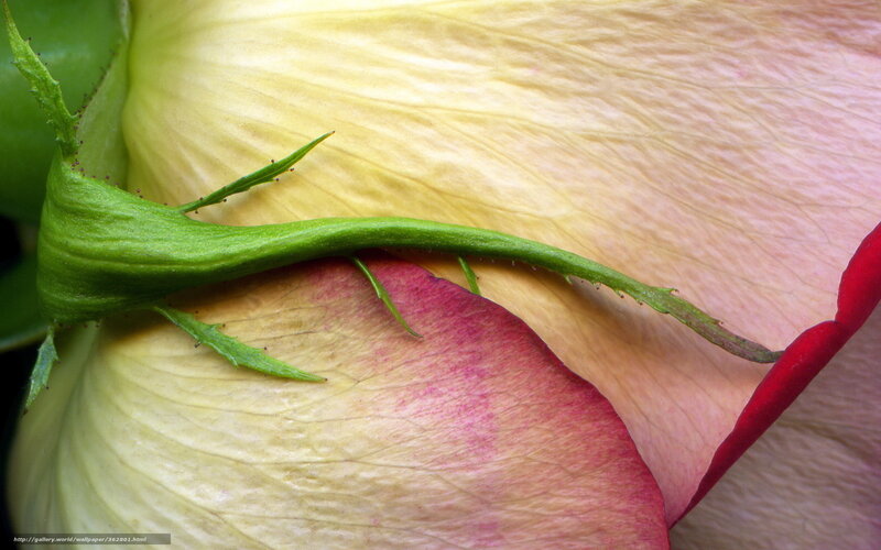 Close-up of a rose petal