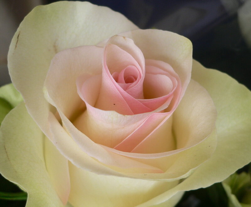 Close-up of a Rose — Pink, Calm