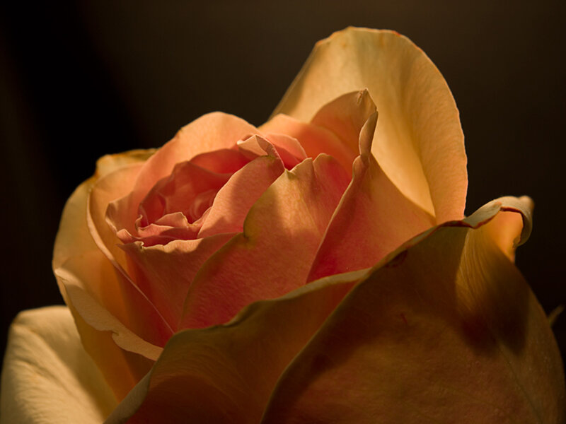 Close-up of a Rose — Pink, Dramatic, Photograph