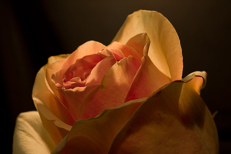 Close-up of a Rose — Pink, Dramatic