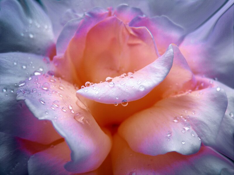 Close-up of a Rose — Pink, Serene, Photograph, Petals, Water Droplets, Light