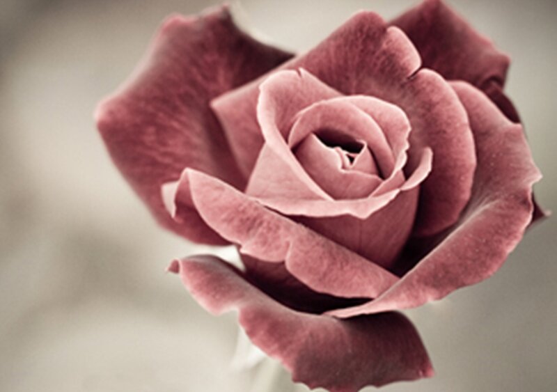 Close-up of a Rose — Pink, Serene, Photograph