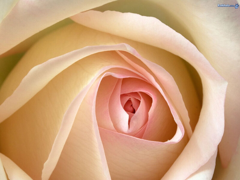 Close-up of a Rose — Pink, Serene