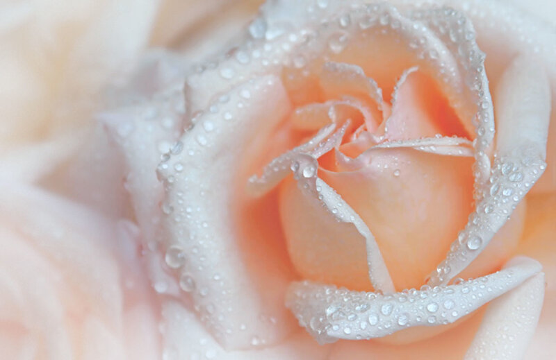 Close-up of a Rose — Pink