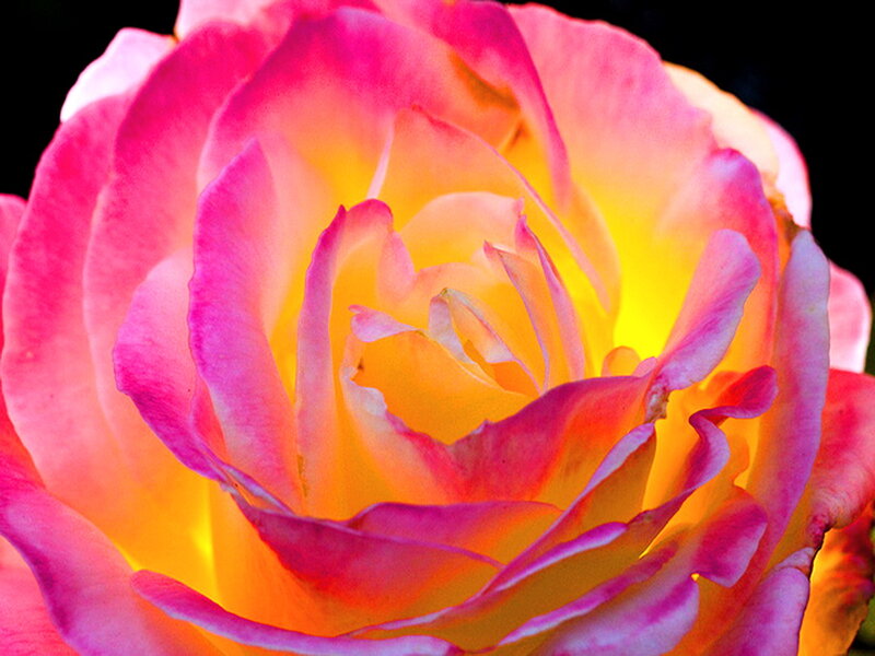 Close-up of a Rose — Pink, Vibrant, Photograph