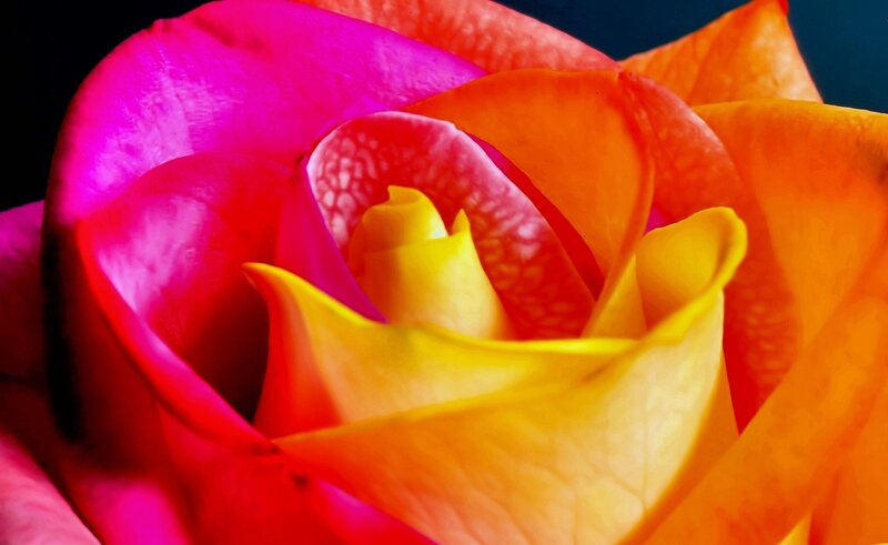 Close-up of a Rose — Pink, Vibrant