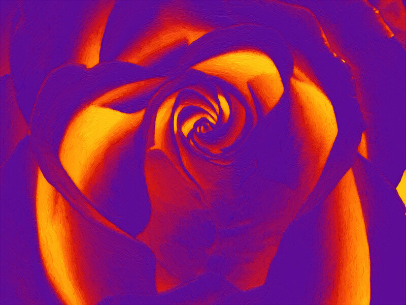 Close-up of a Rose — Purple, Dramatic, Digital Art