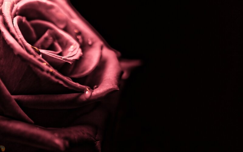 Close-up of a Rose — Purple, Dramatic, Photograph, Petals, Drops