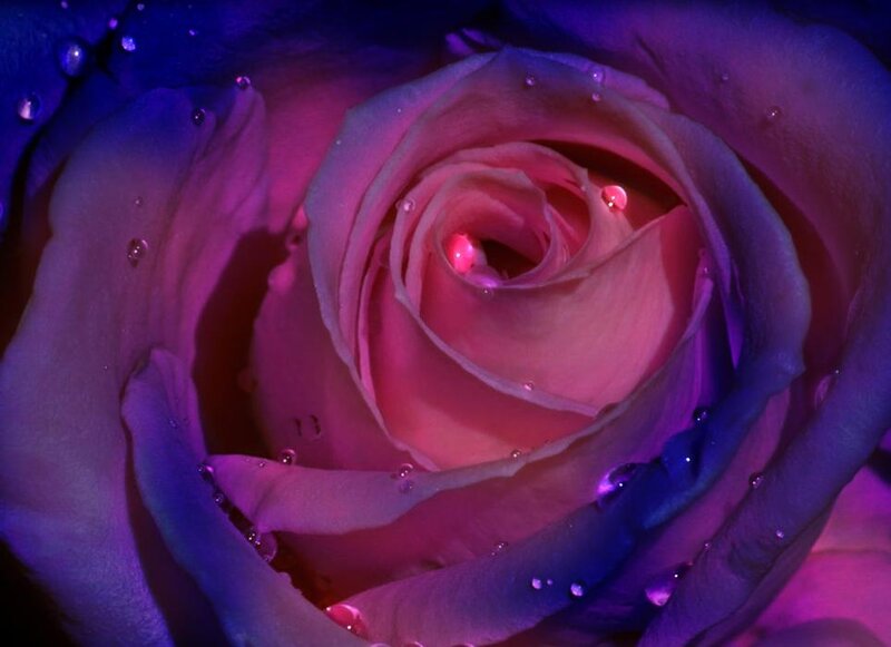 Close-up of a Rose — Purple, Dramatic