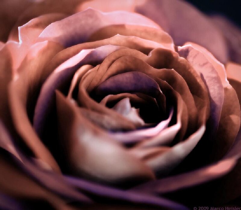 Close-up of a Rose — Purple, Intimate