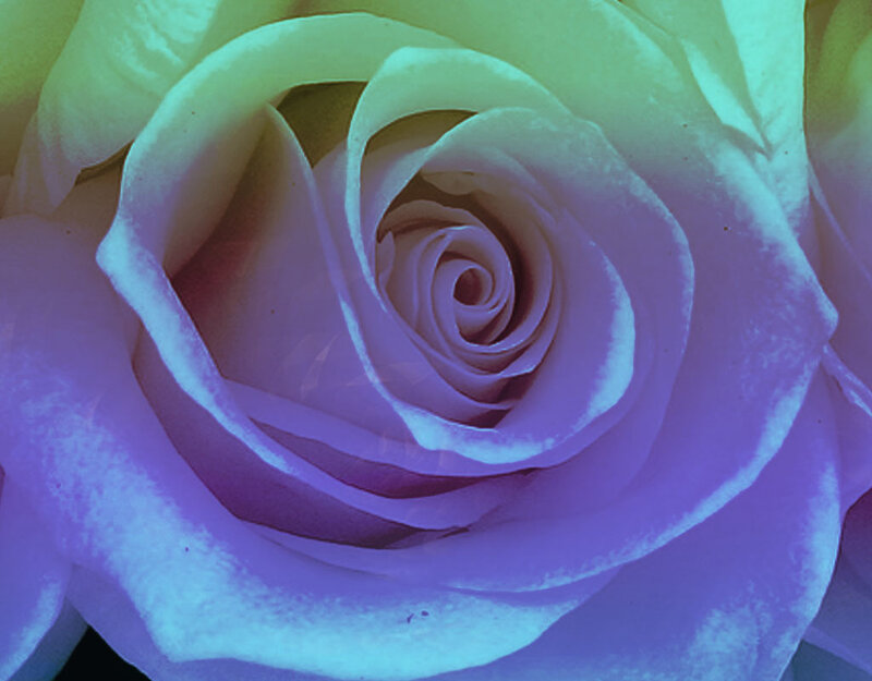 Close-up of a Rose — Purple
