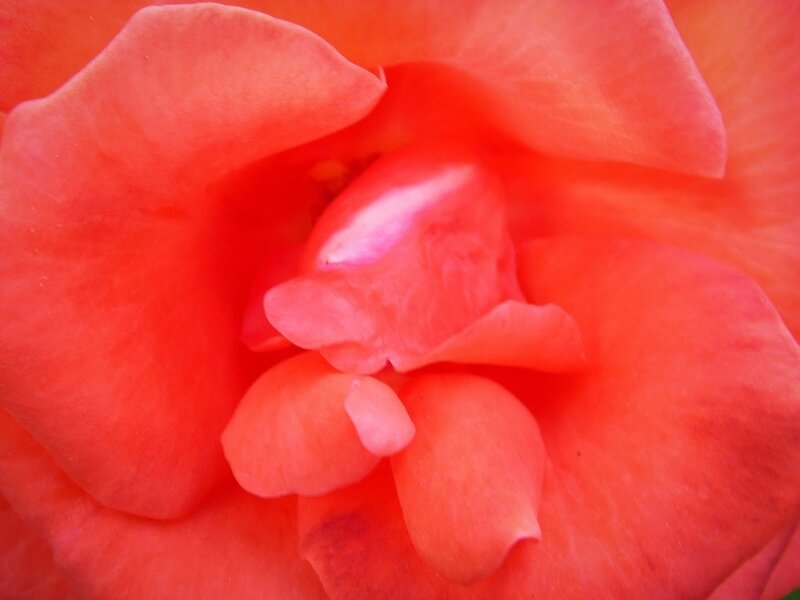 Close-up of a Rose — Red, Calm, Photograph