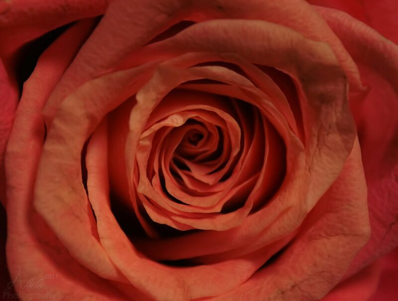 Close-up of a Rose — Red, Calm