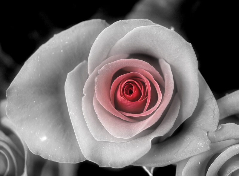 Close-up of a Rose — Red, Dramatic, Photograph, Petals, Black Background