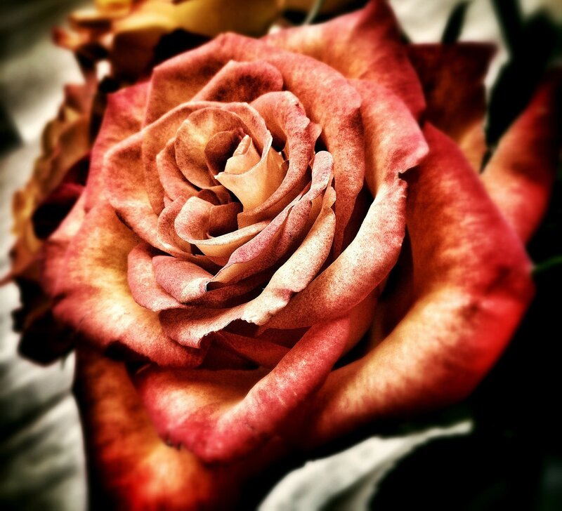 Close-up of a Rose — Red, Dramatic, Photograph, Petals, Flower