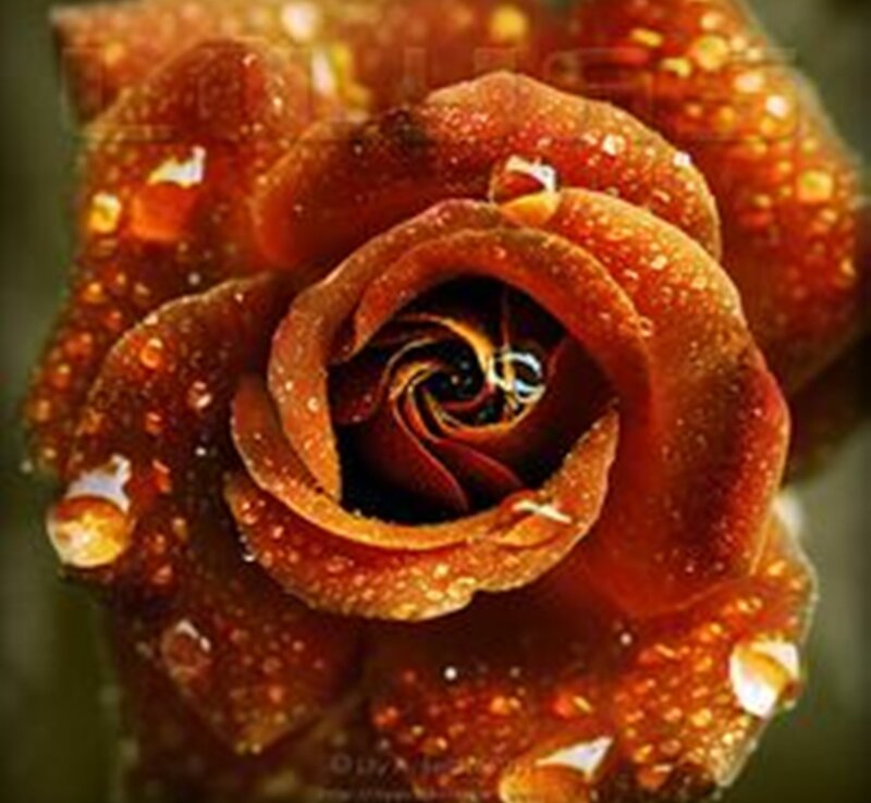 Close-up of a Rose — Red, Dramatic, Photograph, Petals