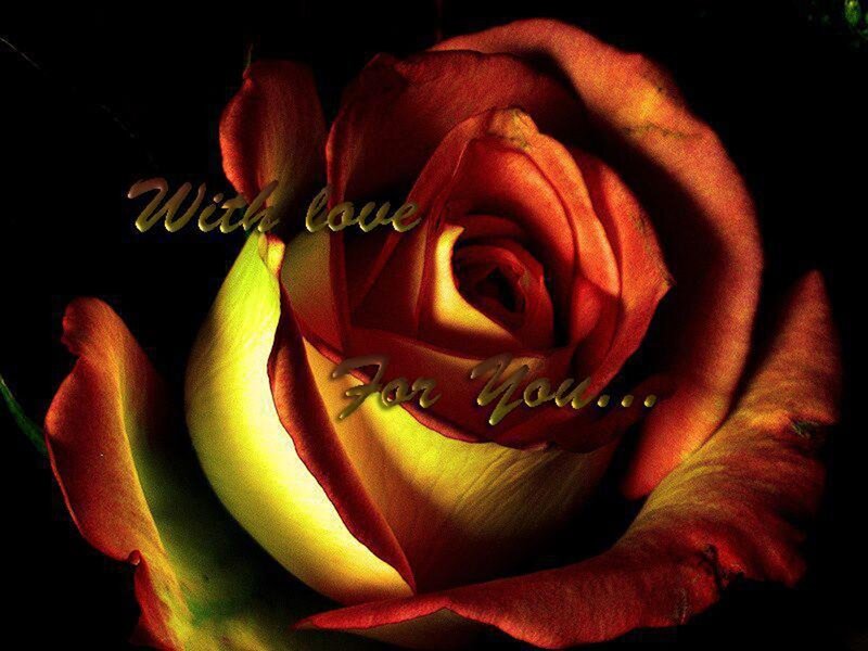 Close-up of a Rose — Red, Dramatic, Photograph, Text