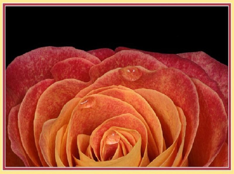Close-up of a Rose — Red, Dramatic, Photograph