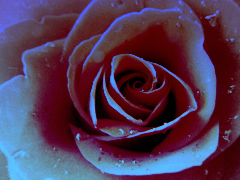 Close-up of a Rose — Red, Dramatic