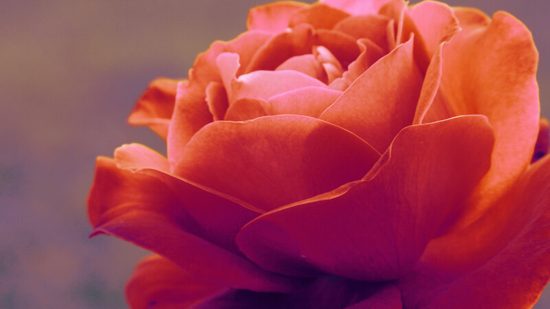 Close-up of a Rose — Red