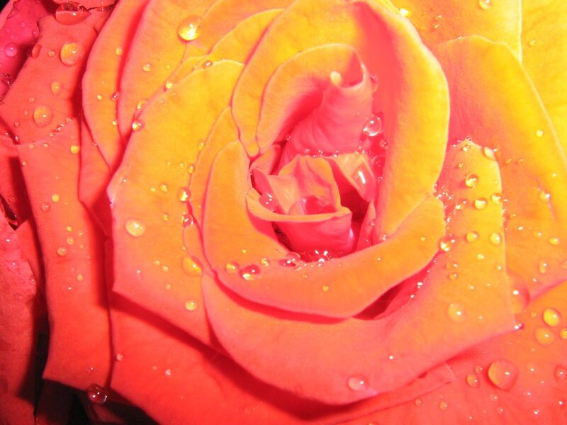 Close-up of a Rose — Red, Vibrant
