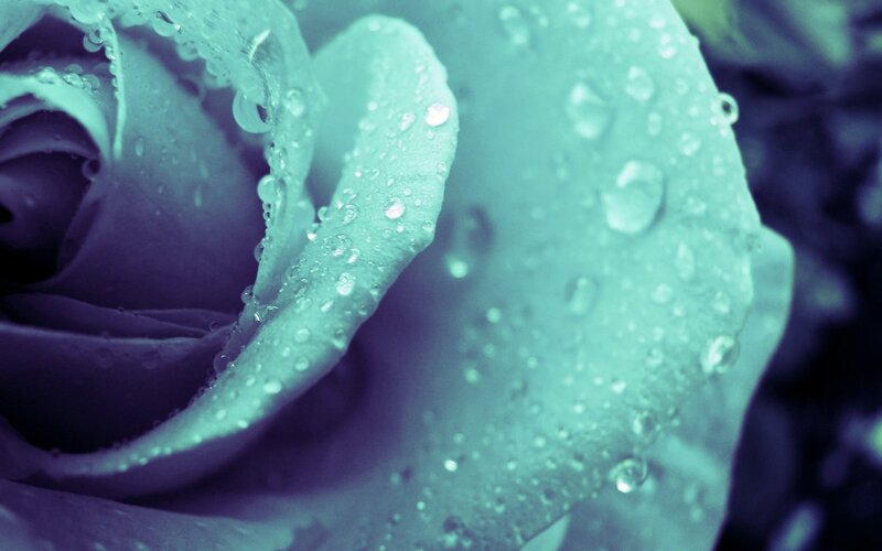 Close-up of a Rose — Teal