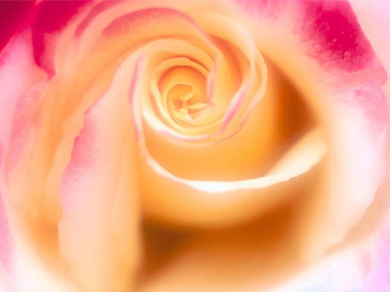 close-up of a rose