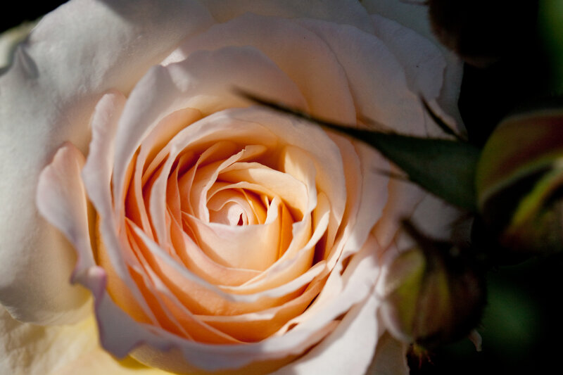 Close-up of a Rose — White, Serene