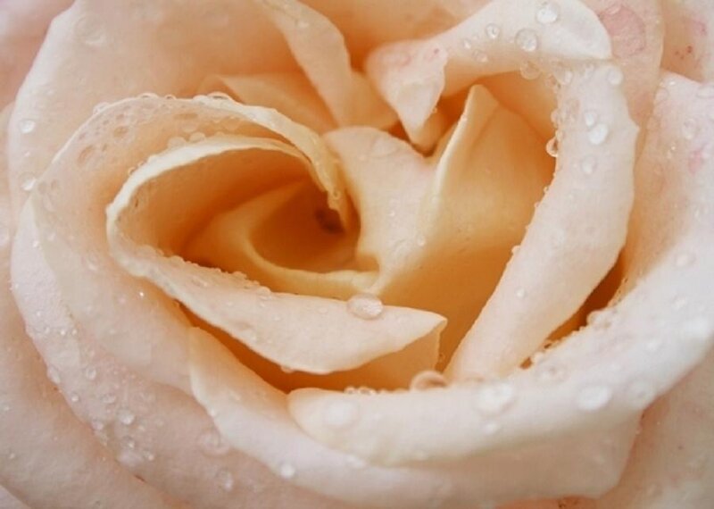 Close-up of a Rose — White
