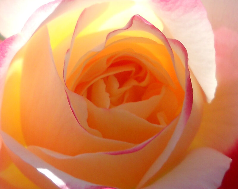 Close-up of a Rose — Yellow