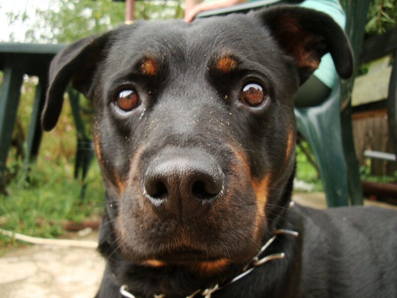 close-up of a rottweiler dog