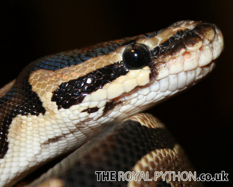 close-up of a royal python