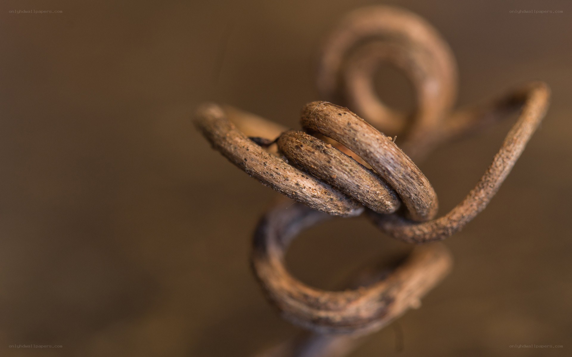 close-up of a rusty spring