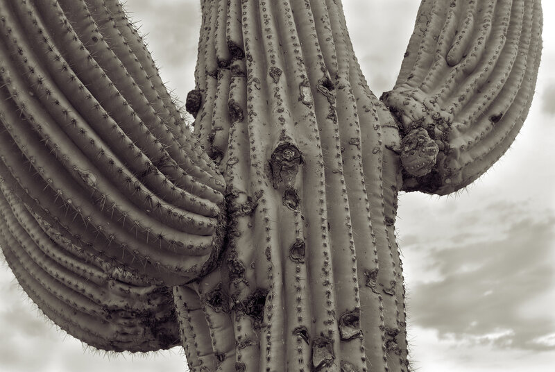 Close-up of a saguaro cactus