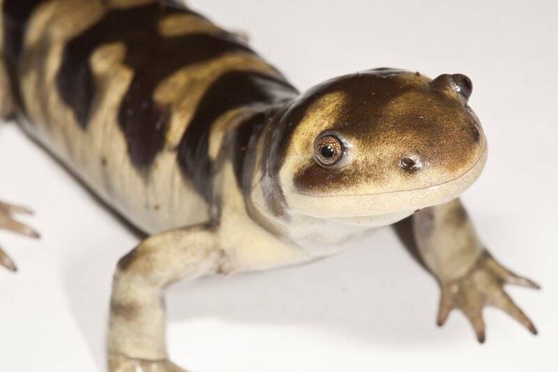 Close-up of a salamander