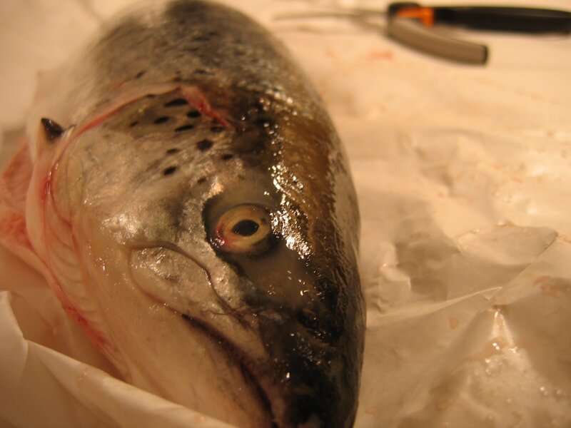 Close-up of a salmon head