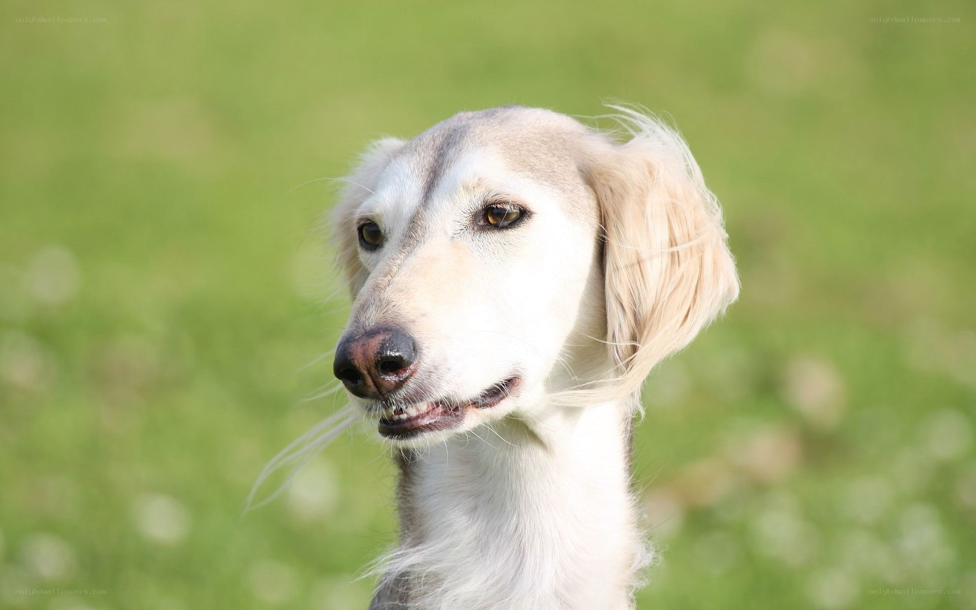 close-up of a saluki dog