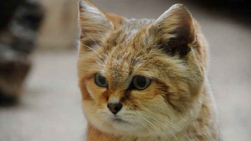 close-up of a sand cat