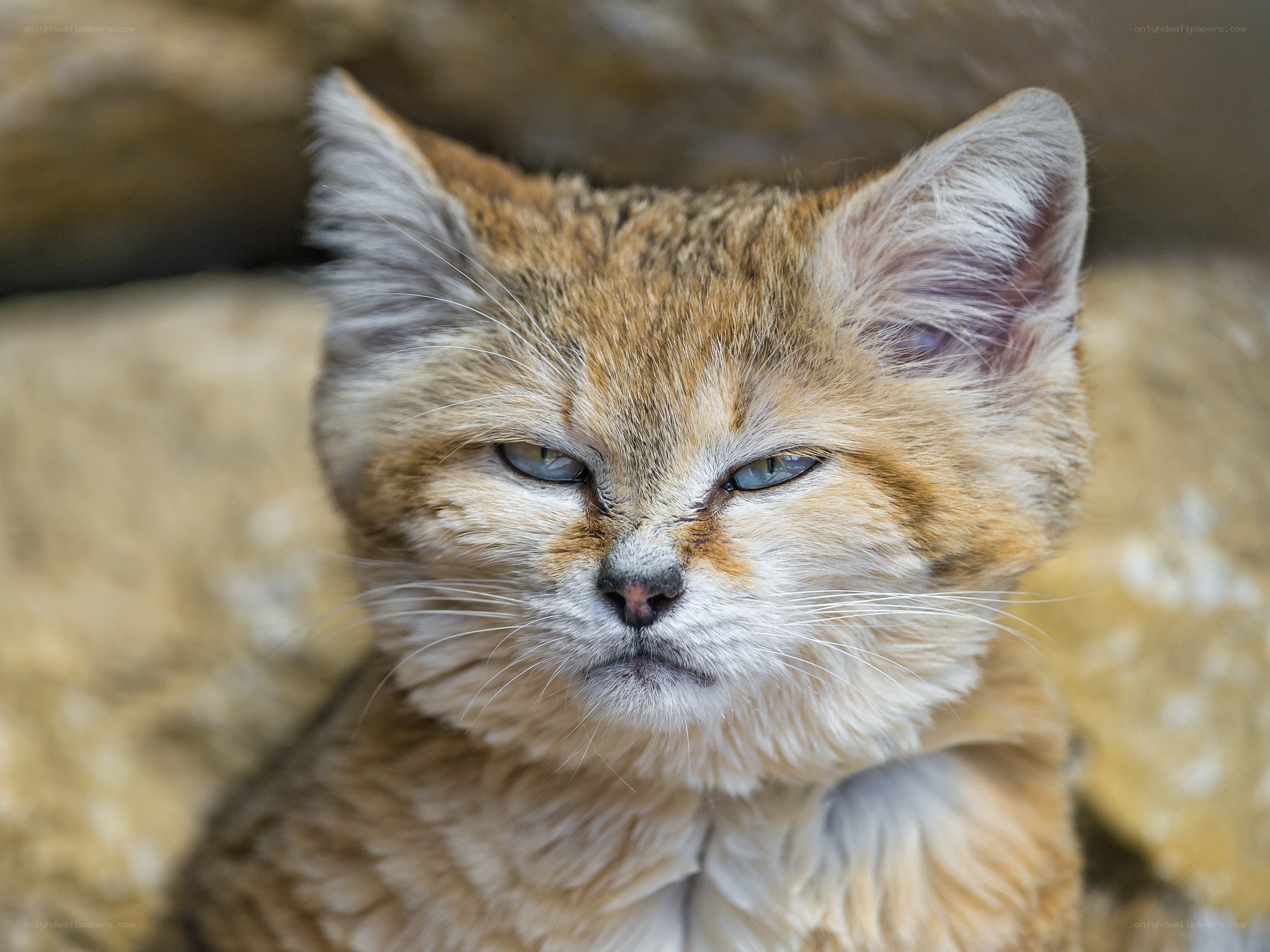 Close-up of a sand cat