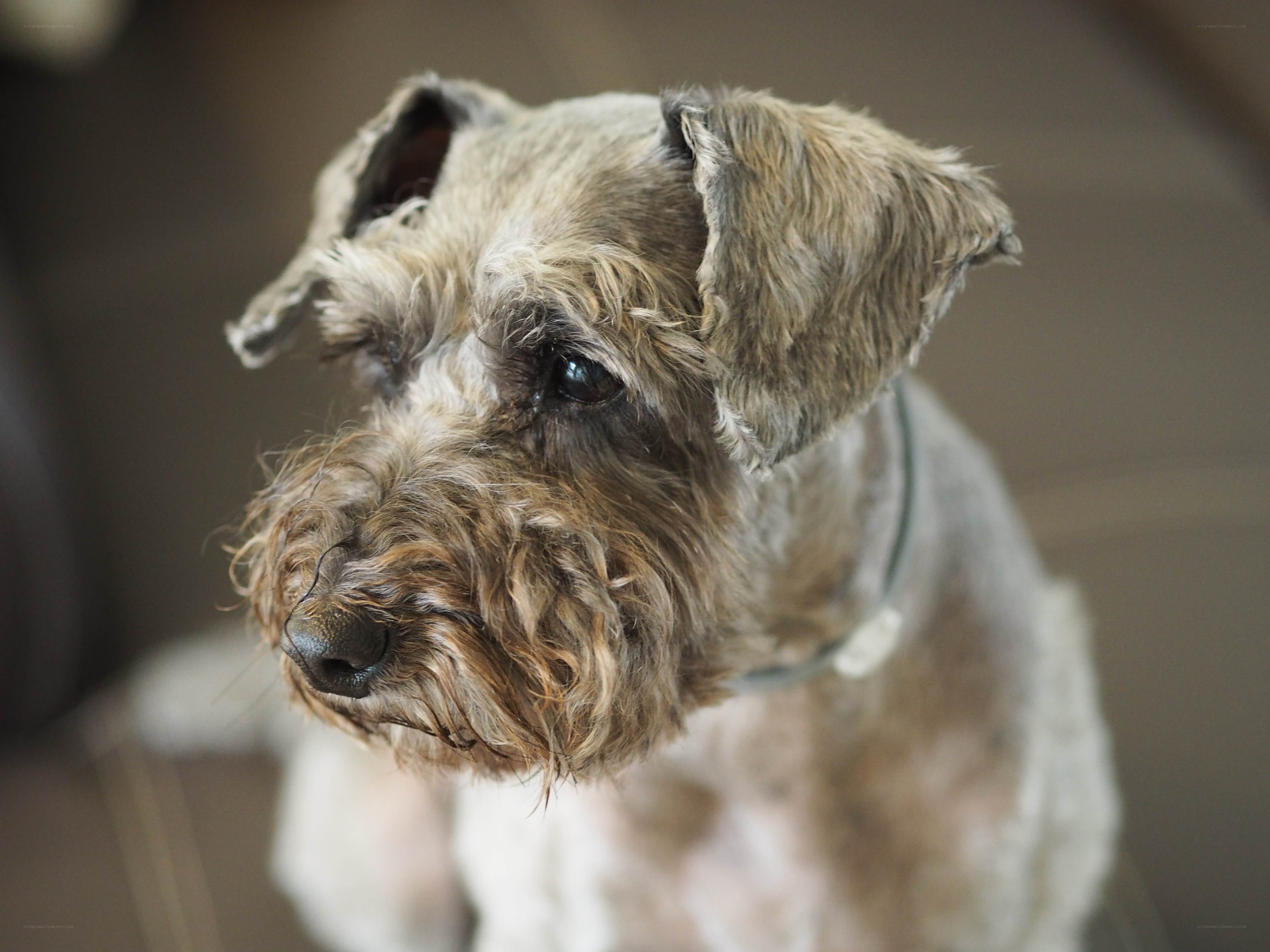 close-up of a schnauzer dog