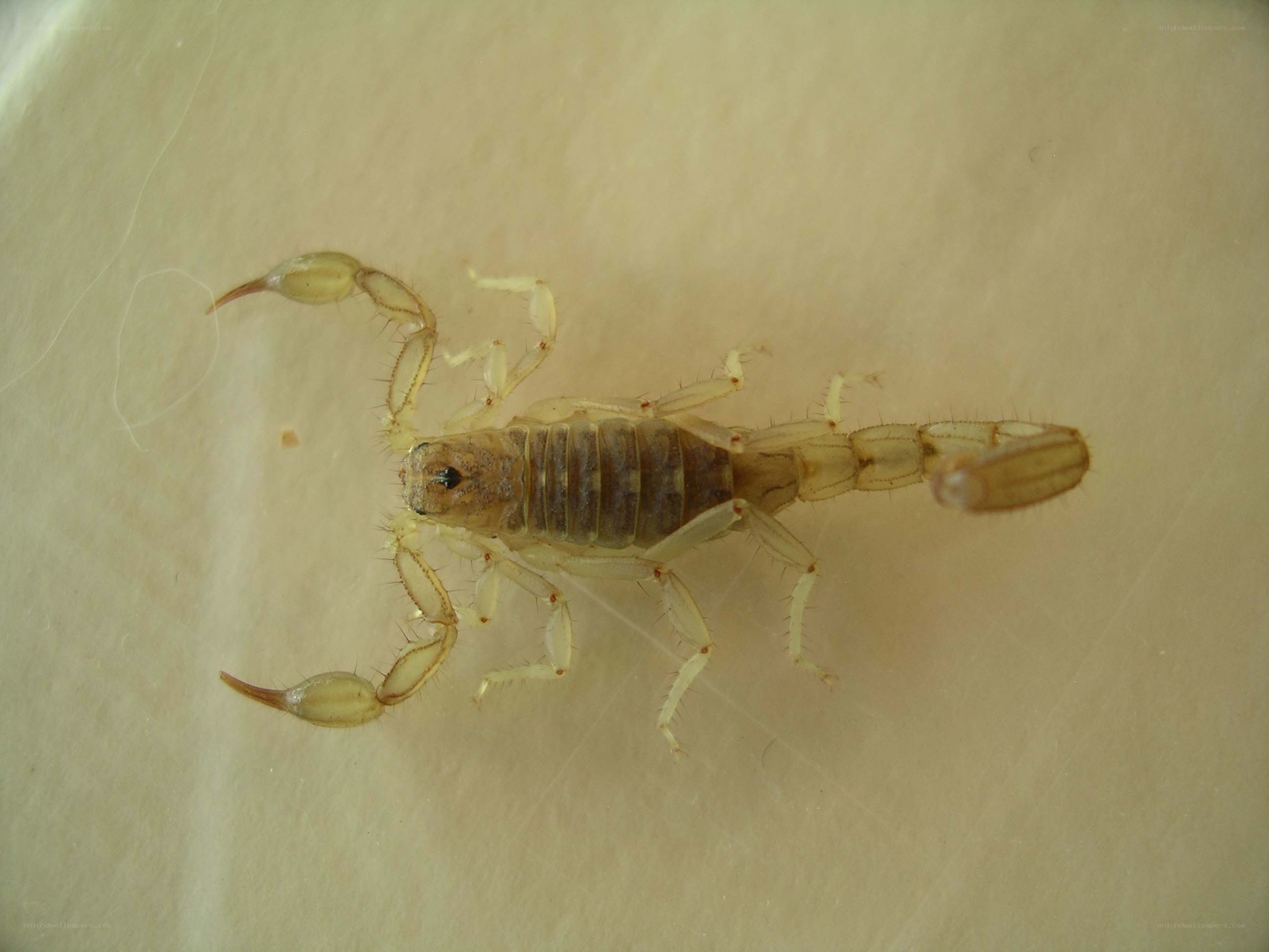 Close-up of a scorpion