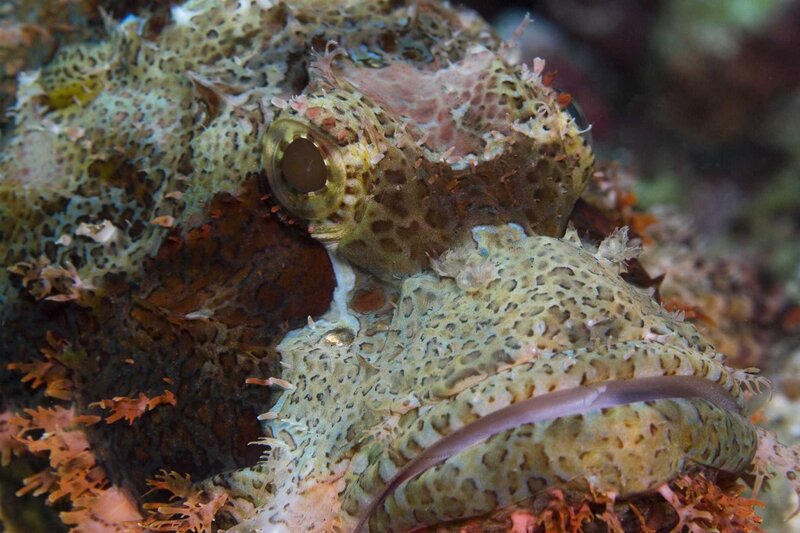 close-up of a scorpionfish