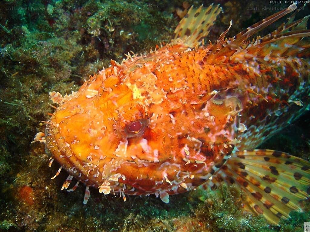 close-up of a scorpionfish