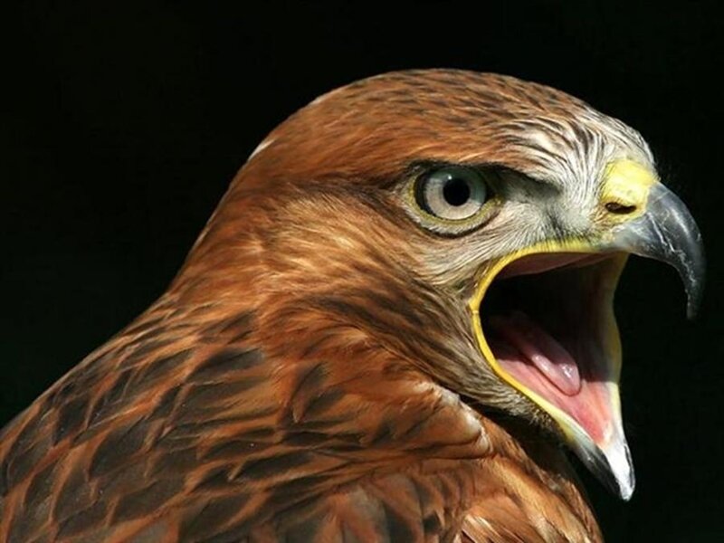close-up of a screaming hawk