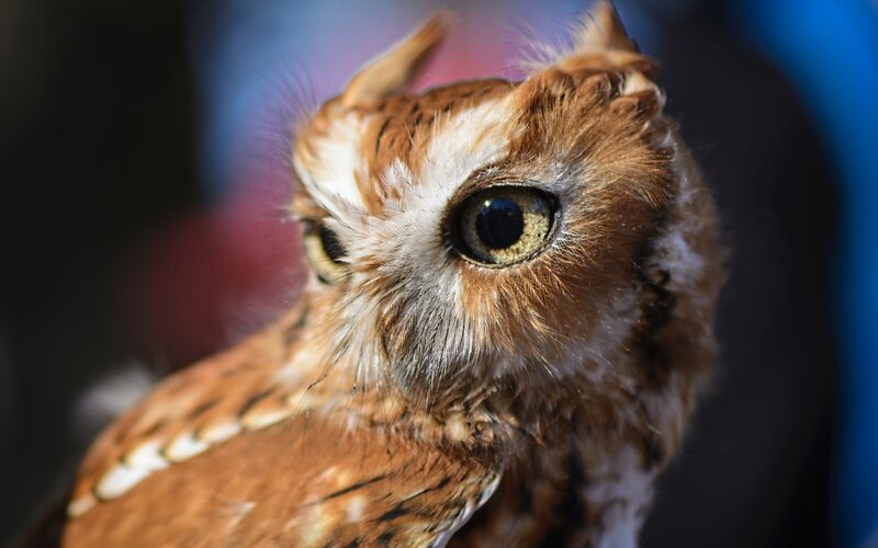 Close-up of a Screech Owl — Brown, Intense