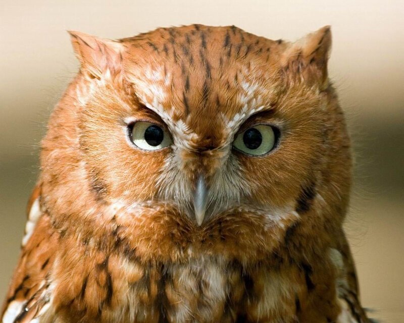 Close-up of a Screech Owl — Brown