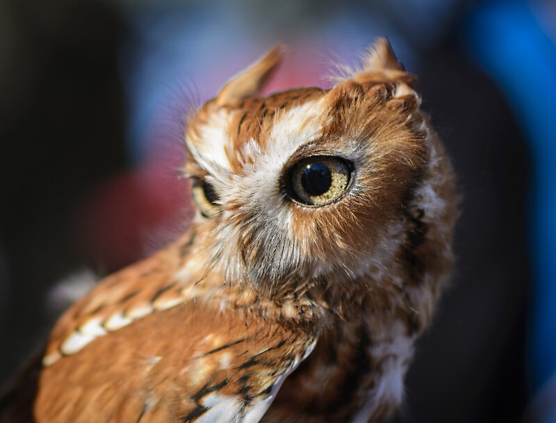 Close-up of a screech owl