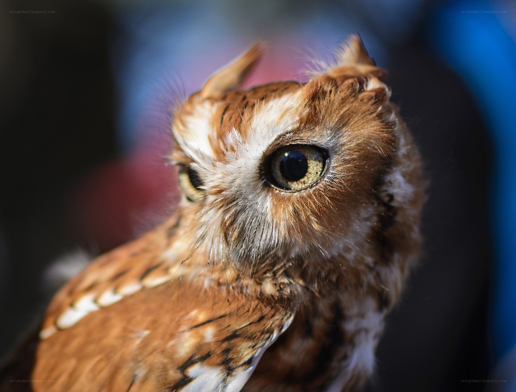 Close-up of a screech owl